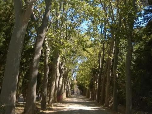 a tree lined dirt road with trees on either side at Chateau Pech-Céleyran in Salles-dʼAude