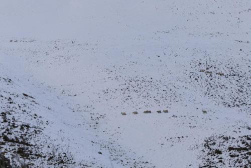 a flock of birds flying in the water at Shepherds Cottage, Pentland Hills in Nine Mile Burn