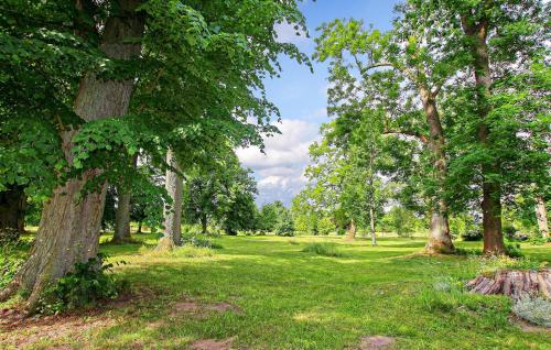 a park with trees and a grass field at Ferienwohnung Ankershagen in Friedrichsfeld