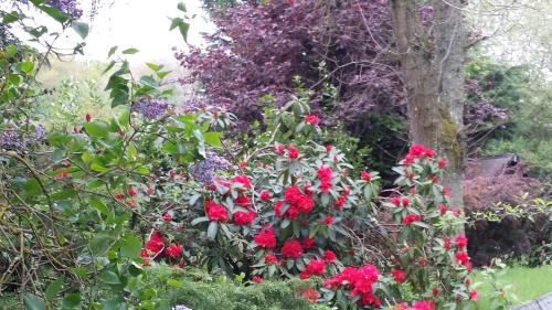 a garden with red roses and purple flowers at Pré Le Duc in Broglie