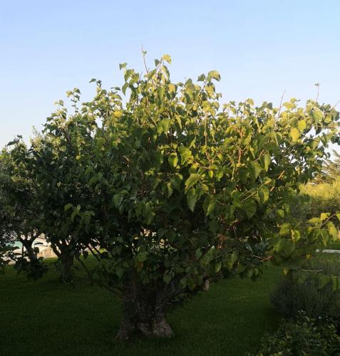 an apple tree with fruits on it in a yard at Casale la Macina Residence Scopello in Scopello