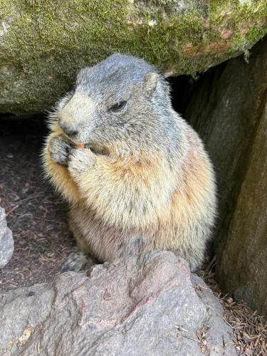 a small animal sitting on a rock eating food at B&B Ca' Erminia in Chiesa in Valmalenco