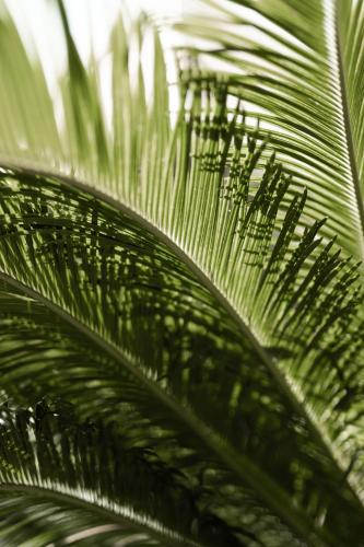 a close up of a green leaf of a plant at Cézanne Hôtel in Cannes