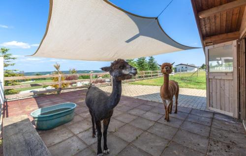Animales en el departamento o alrededores