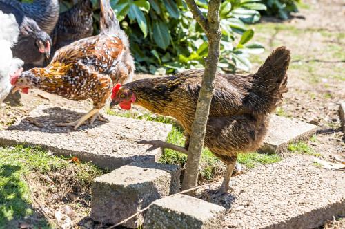 アパートメントの敷地内または近くにいる動物