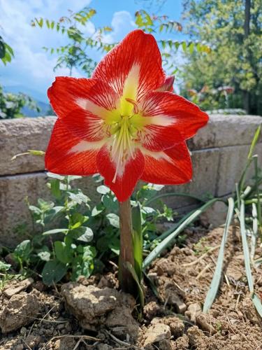 a red and white flower in a garden at That's amore casa vacanze B&B 
