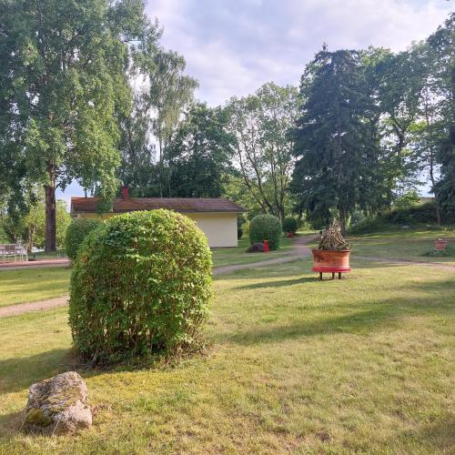 a bush in the middle of a yard with a house at Ferienhäuser Seewiesen in Reimershagen