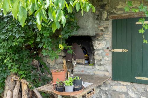 a group of potted plants sitting on a table next to a door at Cá Pradella - Harmony and Nature, Bed & Breakfast in Monterenzio