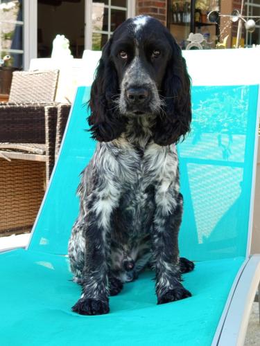 a black and white dog sitting on a chair at Atelier des sens 89 in Évry