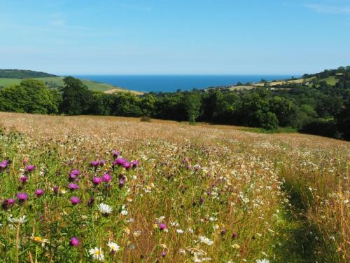 a field of flowers with the ocean in the background at Hogchester Meadow Pods in Charmouth
