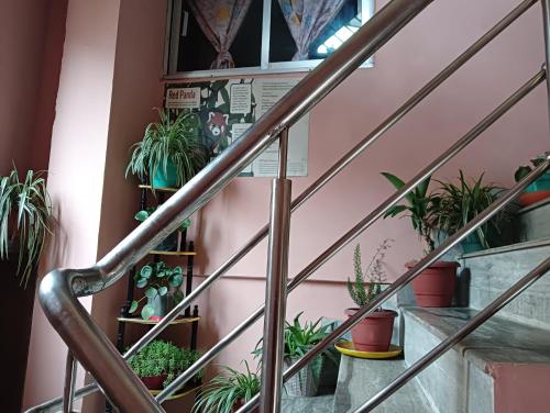 a group of potted plants on the stairs at Winter Inn Homestay in Lava