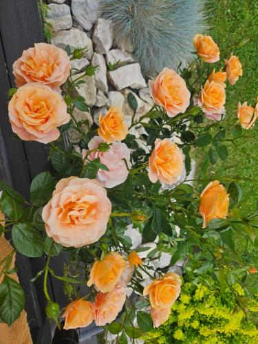 a bunch of orange roses in a pot at Willa Spokojne Wzgórze in Pławna