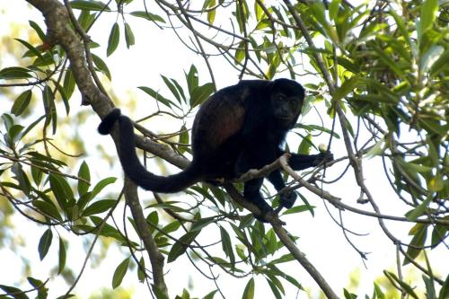 a black monkey sitting on a tree branch at Matapalo Diria #504 Amazing Condo-Ocean View in Tamarindo
