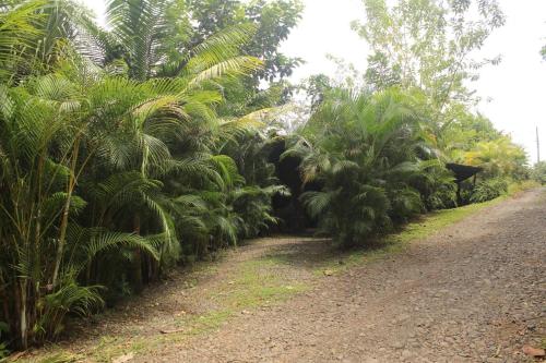 a row of palm trees on a dirt road at Cabaa Luculuc Garden Forest in San Pedro