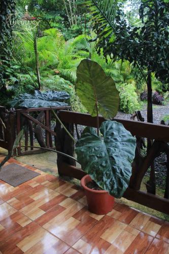 a plant in a pot next to a wooden table at Cabaa Luculuc Garden Forest in San Pedro