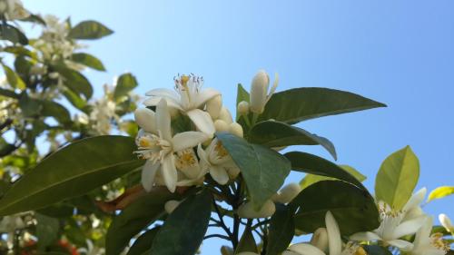 a tree with white flowers and green leaves at Meis Hotel in Bitez