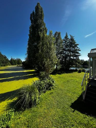 a tree in the middle of a grass field at Hôtel L'ile Du Saussay in Itteville