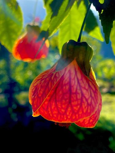 a red flower is hanging from a tree at La Casa de Mario - Gocta in Cocachimba