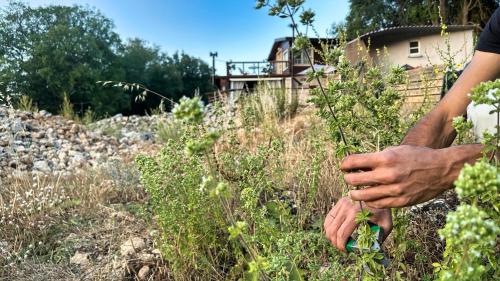 a person holding a plant in a field at The Root House - Crete Stay in Vafés