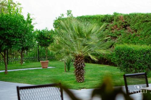 a palm tree sitting in the grass in a yard at Villa Topulli View in Gjirokastër