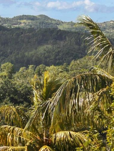 a palm tree in the foreground with mountains in the background at Luxury Struan Castle Hill condo in Kupuis