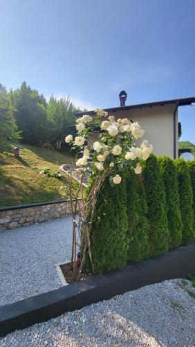 Κήπος έξω από το Villa Igmanski san