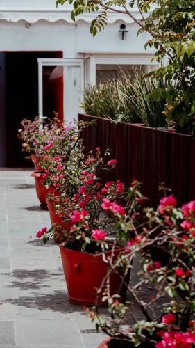 Κήπος έξω από το Hotel Siglo 17