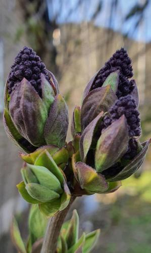 a close up of a plant with green leaves at Cozy Cabin, near Mosier and Hood River in Mosier