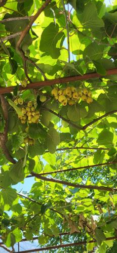 ドプラー・ヴォダにあるVila Linaのギャラリーの写真