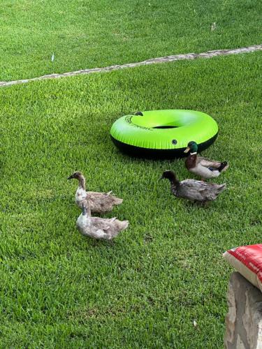 a group of ducks walking around a green frisbee at Sanctuary on the Frio in Concan