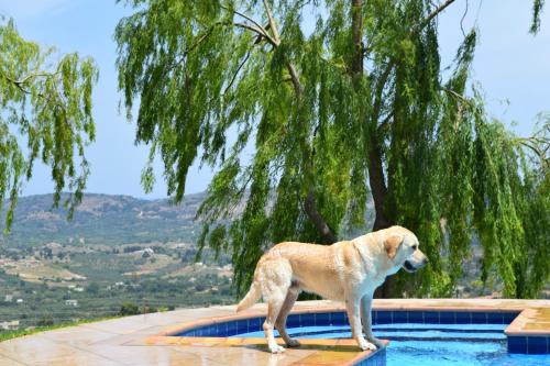 a dog standing on the edge of a swimming pool at Aspalathos Villas in Fílippos