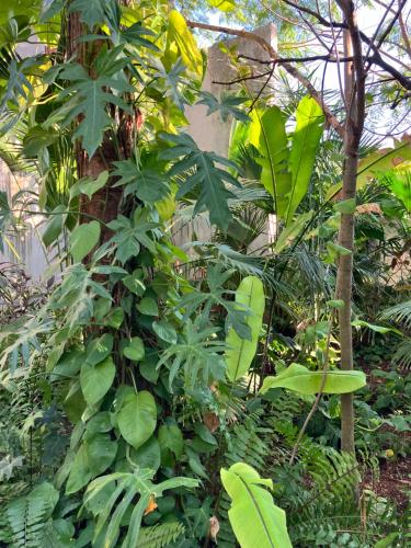 a large plant with green leaves in a garden at Basico Pixoy Hotel in Valladolid