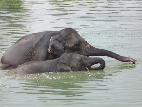 two elephants in the water with their trunks at Buddika Safari & Resort in Udawalawe
