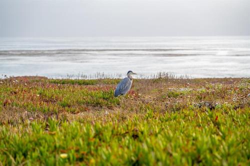 Fotografie z fotogalerie ubytování Blue Haven-Oceanfront Stay Near Cambria & Beaches v destinaci San Simeon