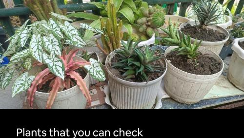 Zahrada ubytování HanyHonestay