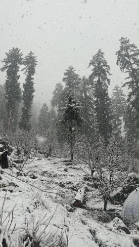 a black and white photo of a snowy field with trees at Blabla House Himachal in Pulga