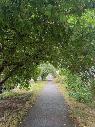 an archway of trees over a walking path at Private Room "Evergreen" by UW in Seattle