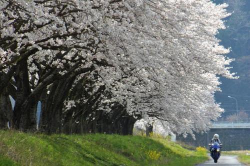 アパートメントの近くで見られる自然の景観