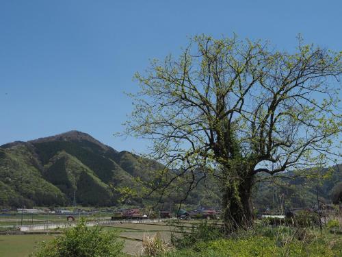 アパートメントの近くで見られる自然の景観