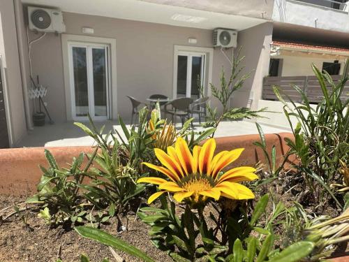 a yellow flower in a garden in front of a house at Evelina Luxury Suites in Corfu in Ýpsos