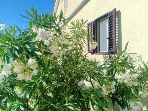 a tree with white flowers in front of a window at Holiday Home Vista Natura in Labin