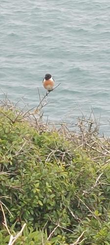 a bird sitting on a branch near the water at Raymond House Guest House Penally in Penally
