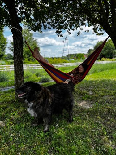 Huéspedes con una o varias mascotas en Glamping Stacja Zieleniec w Nałęczowie