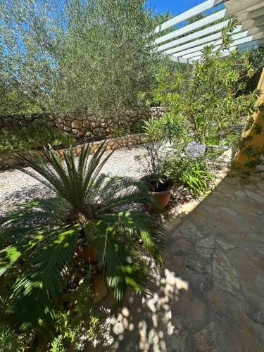 a garden with a palm tree and other plants at La Meri in Čunski