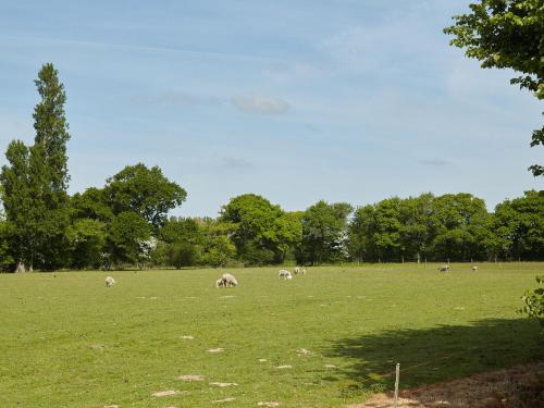 a group of animals grazing in a grass field at The Stables in Birdham