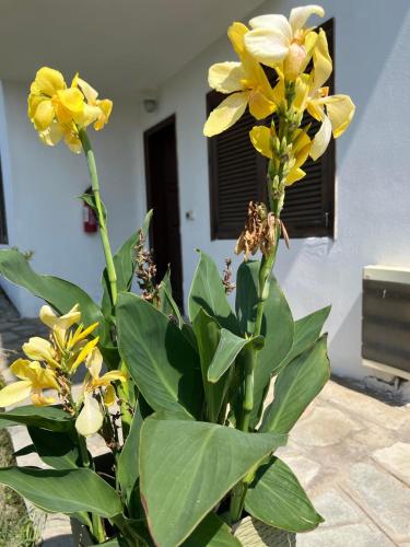 Traditional Bungalows