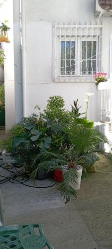 Zahrada ubytování Nice summer apartment near sea