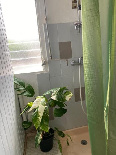 a bathroom with a plant in the shower at Rafaelas in Le Gosier