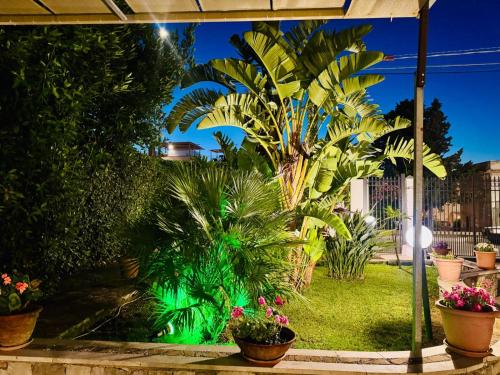 a garden with potted plants and a palm tree at From Flori in Terrasini