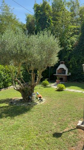 a tree in the middle of a yard with a oven at Fabiola home in Borgo Montenero